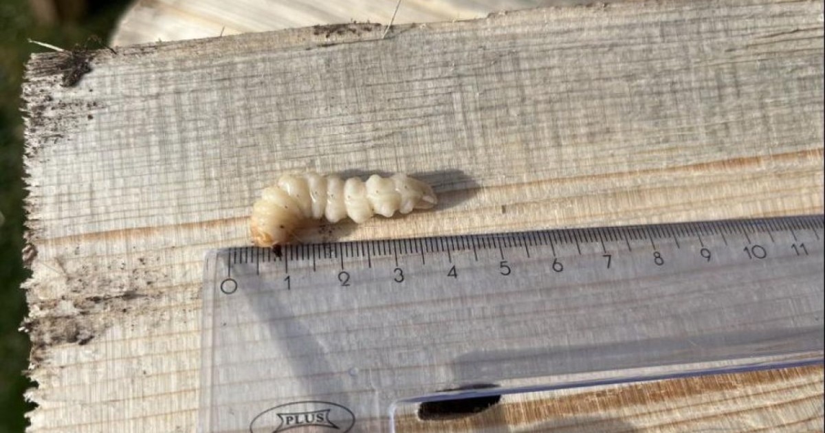 Ресейден әкелінген ағаштан зиянкес дернәсілдері табылды