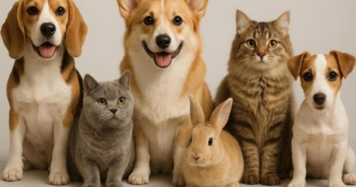 Елімізде жануарларға қатысты заңға өзгеріс енгізіледі