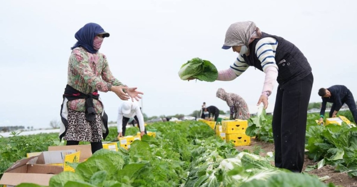 Түркістандық диқандар 45 күнде қырыққабаттың алғашқы өнімін жинай бастады