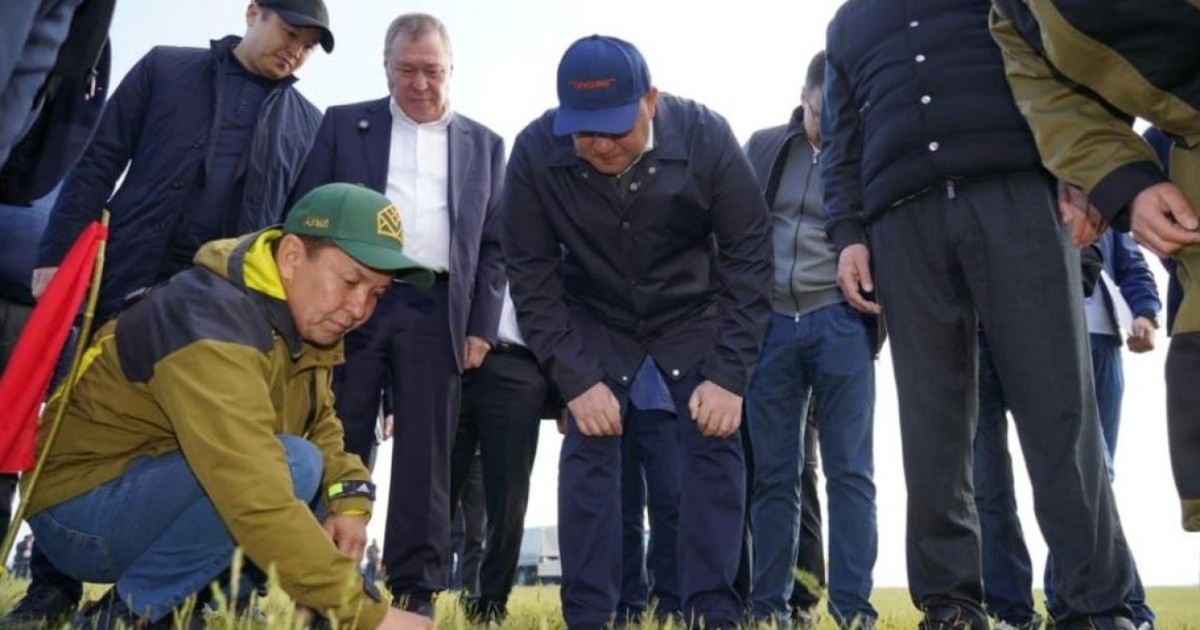 Биыл елімізде 2,2 млн гектар алқапта шегірткеге қарсы химиялық өңдеу жүргізіледі