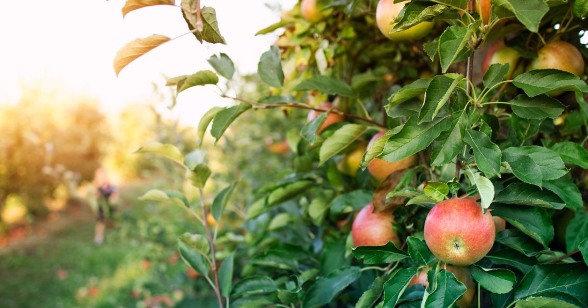 Алма бағына қатысты іс:  Қор басшылығы мемлекеттің 430 млн теңгесін жымқырған