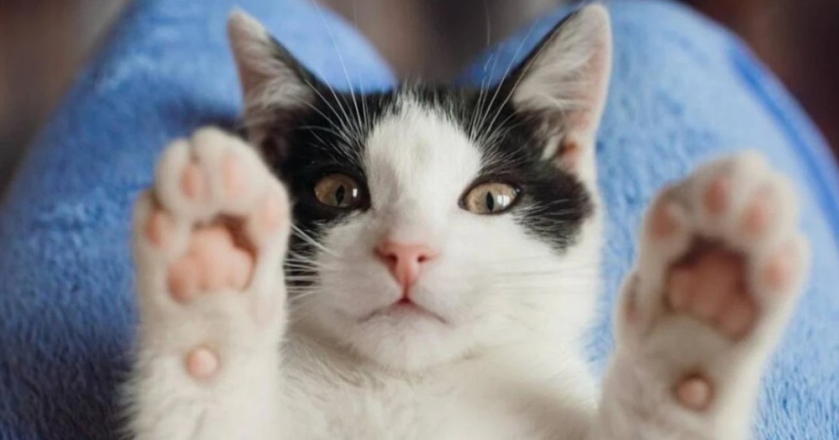 Құтырудың емі жоқ: мамандар сақ болуға кеңес берді