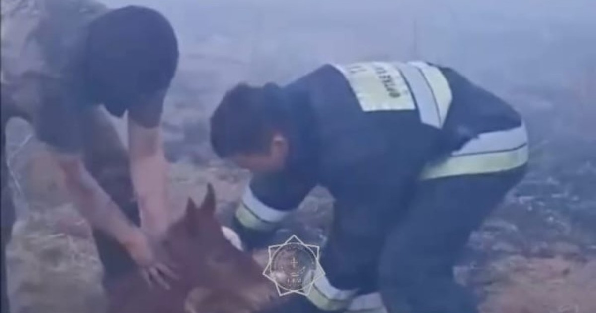 Астана маңында өрт: құтқарушылар құлынды аман алып қалды