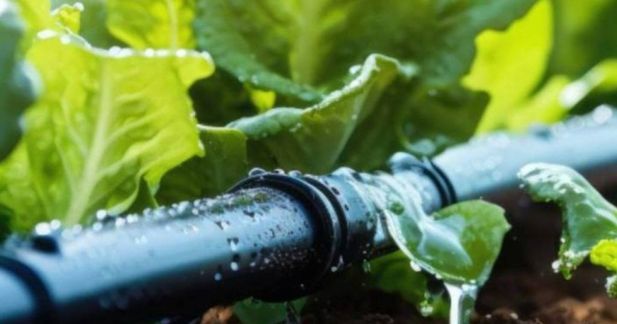 Шаруаның су үнемдеу технологиясын енгізуге жұмсаған шығынын өтеу үлесі 80%-ға дейін ұлғайтылды