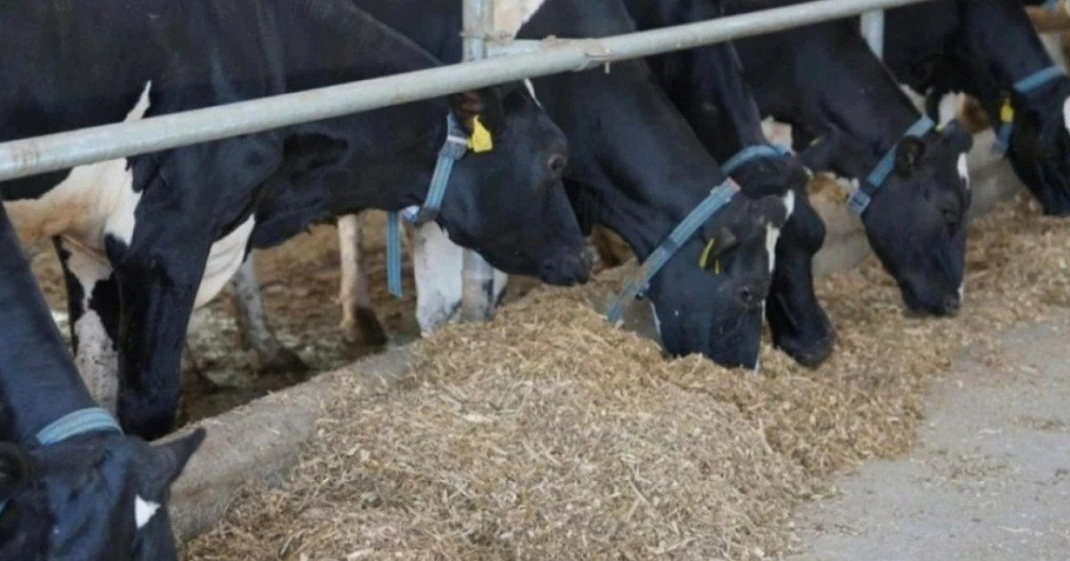 Жетісуда 39 сиырдың ұрлығына бақташының қатысы бары анықталды