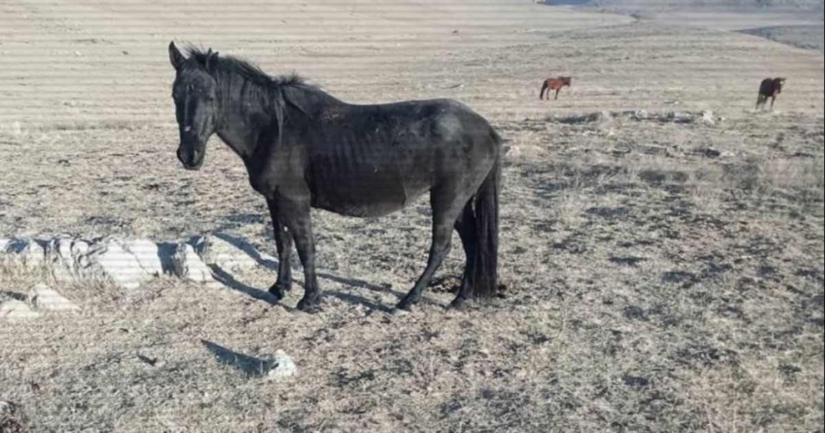 Жамбыл облысында мал ұрлығымен айналысқан екі топ ұсталды