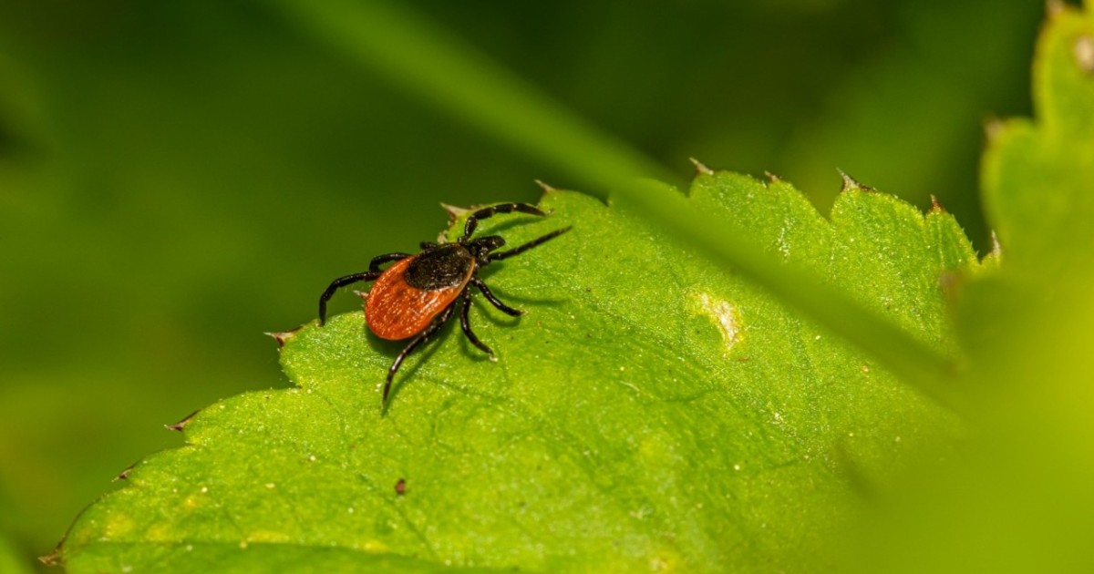 Конго-Қырым геморрагиялық қызбасы: кене шағуынан қалай қорғануға болады