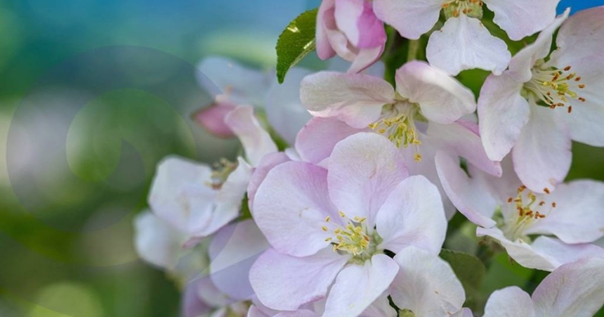 Жетісу облысында Сиверс алмасының гүлдеу фестивалі өтеді