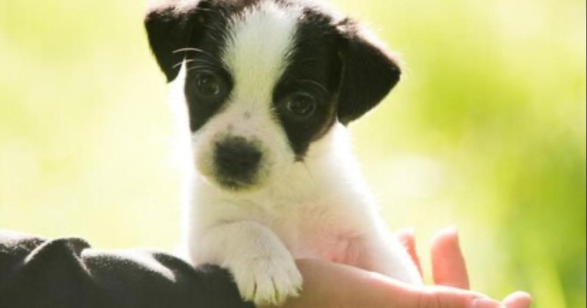 Сенат резонанс тудырған жануарларға қатысты заңды Мәжіліске қайтарды