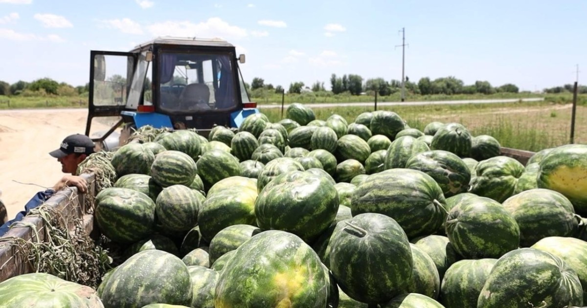 Түркістан облысының диқандары алғашқы қарбыз өнімін жинай бастады