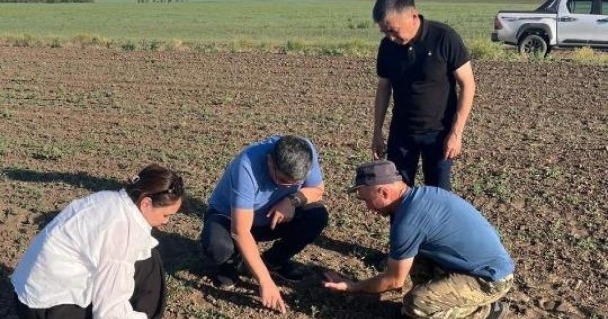 Елімізде шегірткеге қарсы 954 мың гектар жер өңделді