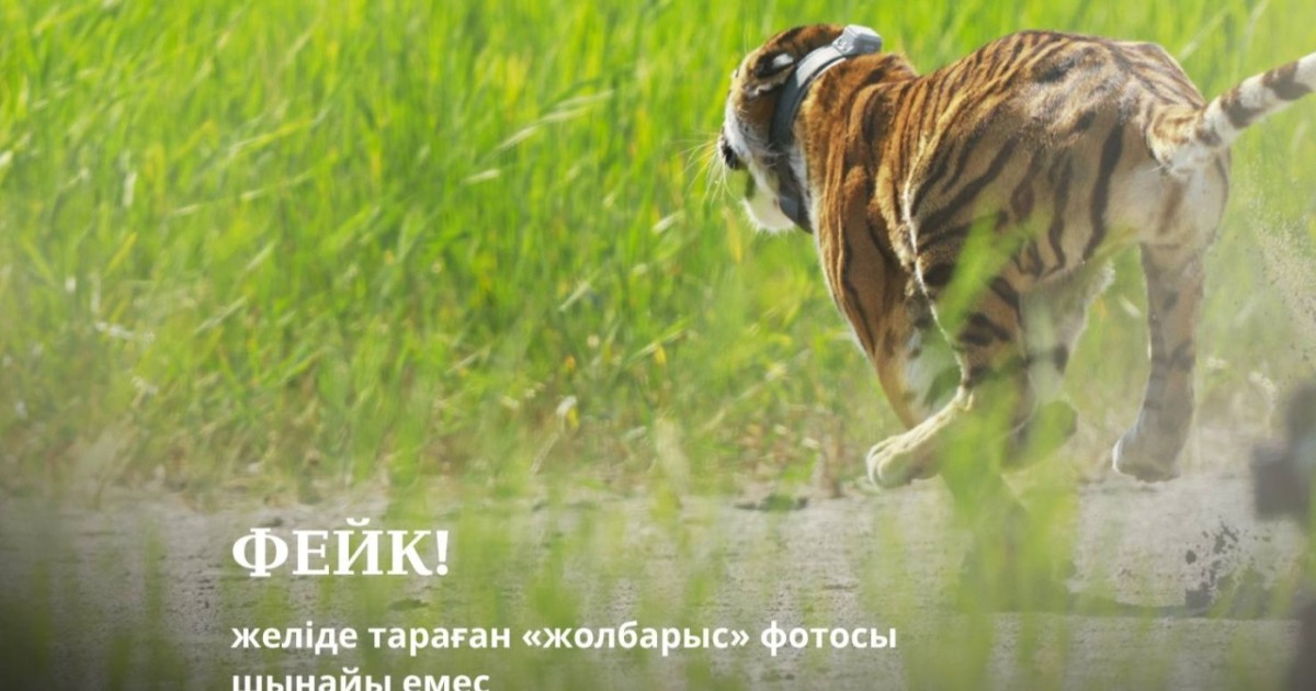 Желіде тараған «жолбарыстың» фотосы жалған - министрлік