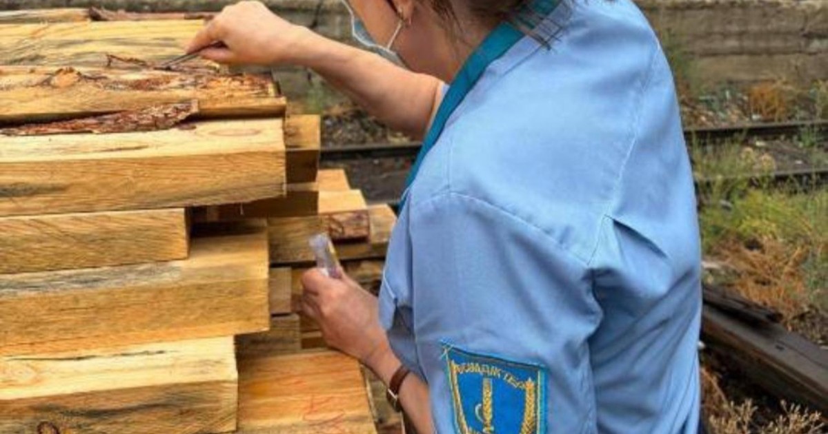 Ел аумағына 125 текше метр залалданған ағашты кіргізуге жол берілмеді