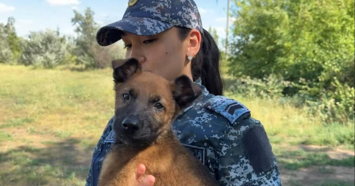 Елорда полициясының Кинологиялық қызмет орталығы кішкентай төрт аяқты көмекшілермен толықты