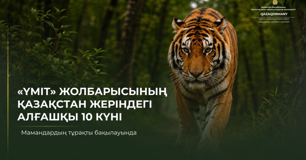 Амур жолбарысы Үміт жаңа ортаға бейімделіп келеді