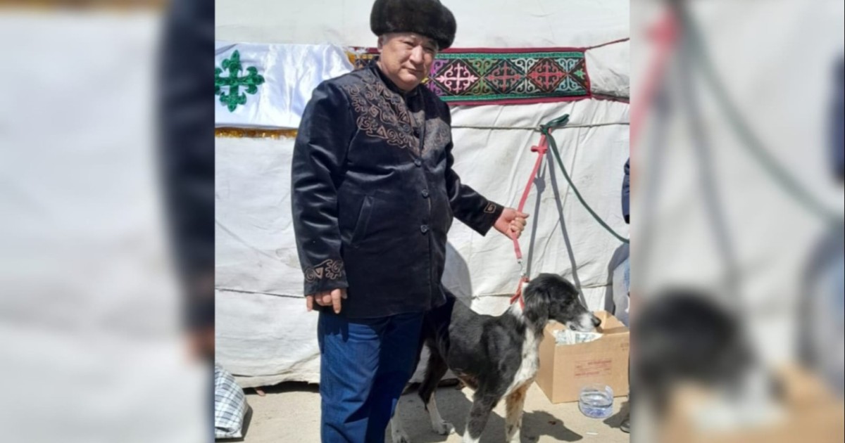 Бағлан Бәйтіков: Тазы үйде ұстауға болатын таза ит