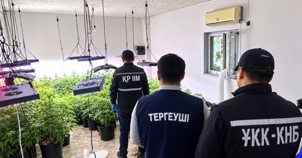 Маңғыстаулық қарасораны арнайы жабдықталған үй-жайда өсірген