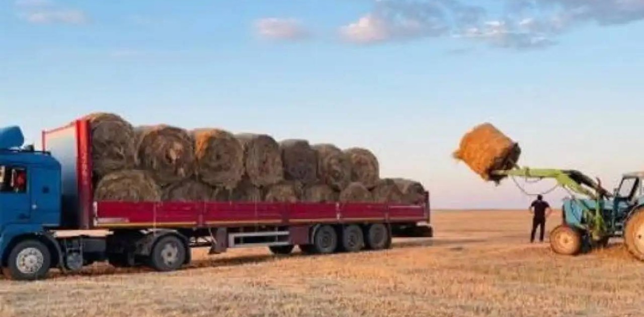 Қазақстанда 26 млн тоннаға жуық мал азығы дайындалды