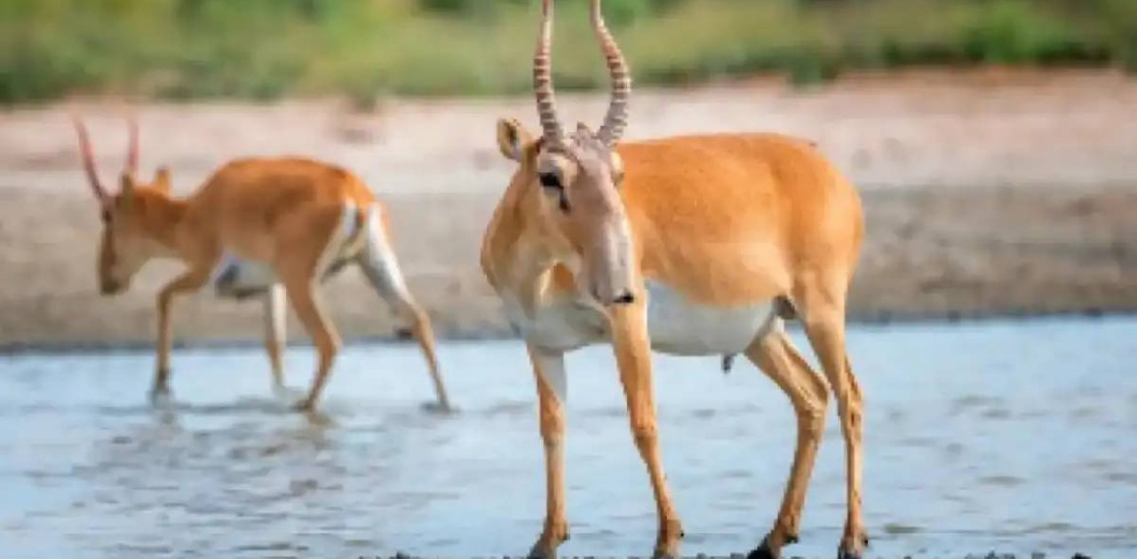 Министрлік ақбөкен етін өңдеу тәртібін түсіндірді