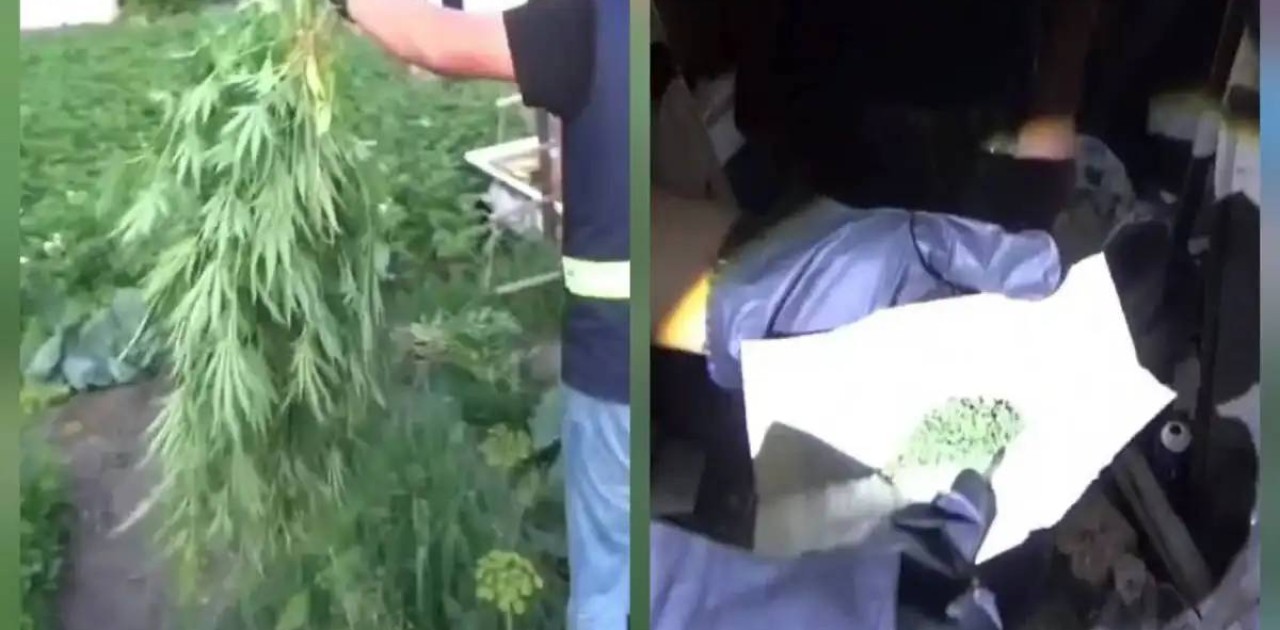 Қарағанды облысының тұрғыны үйінің ауласын қарасора плантациясына айналдырған