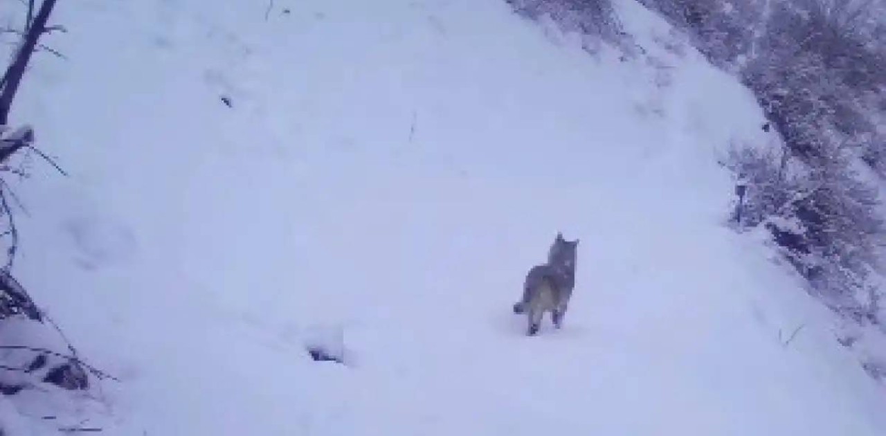 Ұлттық парк аумағында сирек кездестін жануарлар фототұзаққа ілікті (ВИДЕО)