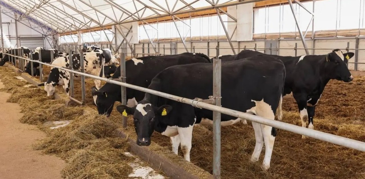 Ірі қара мал етін шет елдерге экспорттауға рұқсат күшіне енді