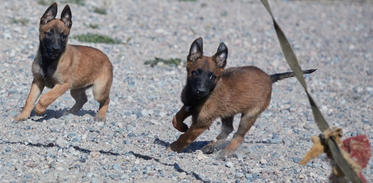 Болашақ қорғаушылар: Ұлттық ұланда қызметтік иттердің жаңа буыны өсіп келеді