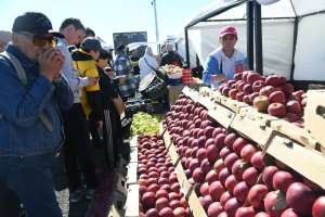 Астанадағы жәрмеңкеге үш облыс 350 тоннаға жуық өнім әкеледі