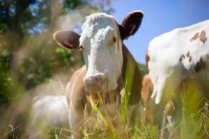 Елімізге Беларусьтен импортталатын азық-түлік ішінде еттің үлесі мол болды