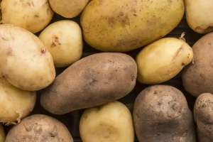 Биыл картоп тапшылығы болмайды – Айдарбек Сапаров