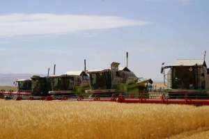 Қазақстанда 12,7 млн тонна астық бастырылды