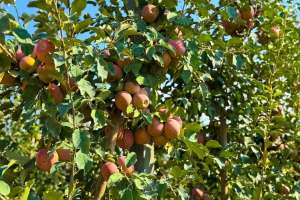 Ауыл шаруашылығы министрлігі Алматыдағы 120 гектарлық инновациялық бақтың жұмысымен таныстырды