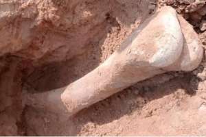 Солтүстік Қазақстан облысында мамонт сүйегі табылды