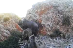 «Сайрам-Өгем»​​​​​​​ ұлттық паркінің аумағында жабайы жануарлар фототұзаққа түсіп қалды