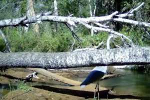 «Бурабай» ұлттық табиғи паркінде көкқұтан фототұзаққа түсіп қалды