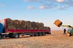 Қазақстанда 26 млн тоннаға жуық мал азығы дайындалды