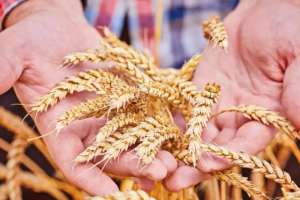 Қазақстан Ресей арқылы Еуропаға бидай  мен ет жеткізуді ұлғайтады