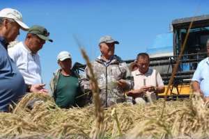 Елімізде суды аз қажет ететін жаңа күріш сорты шығарылды