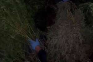 Қарағанды облысында ірі көлемдегі қарасора алқабы анықталды