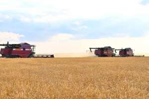 Елімізде 1,2 млн тонна астық бастырылды – АШМ