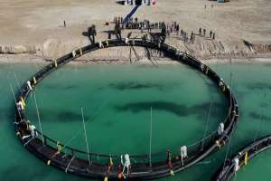 Каспий теңізінде Орталық Азиядағы алғашқы теңіз аквашаруашылық жобасы іске қосылды