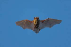 Қытайда жарқанаттан коронавирустың жаңа түрі табылды