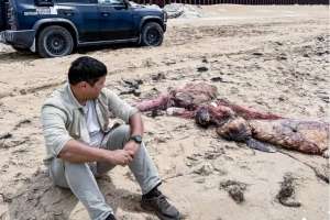 Каспий теңізінде түлендер жаппай қырылып жатыр