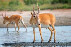 «Құралайдың салқыны» қашан: елімізде киіктер төлдей бастады
