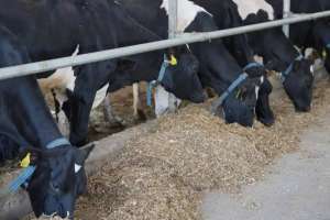 Қазақстанда ауыл шаруашылығы санағы басталды