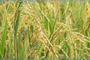 Түркістанда су жеткізушінің келісімінсіз дақылдарды егудің 203 дерегі анықталды