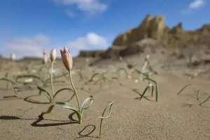 Маңғыстауда сирек кездесетін соғды қызғалдағы гүлдеді