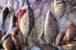 Қазақстаннан Еуропа елдеріне 5 мыңға жуық тонна балық заңсыз экспортталған