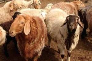 Қостанай облысында 12 мың бас ұсақ малға арналған бордақылау алаңы салынады