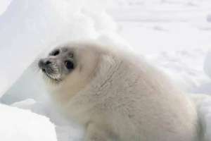 Қаражанбас және Қаламқас кен орны маңында итбалықтар қалай құрлыққа шығып кетті